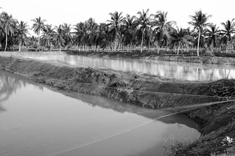 A fish farm in the Kolleru Lake bed in West Godavari district, Andhra Pradesh